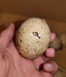 Щъркелово яйце